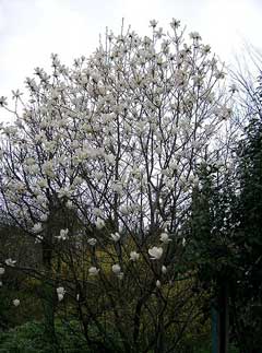 Magnolia_denudata Lily Tree, Yulan Magnolia
