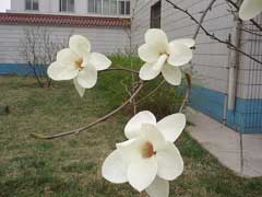 Magnolia_denudata Lily Tree, Yulan Magnolia