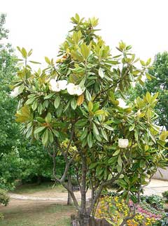 Magnolia_grandiflora Southern Magnolia, Bull Bay, Large-flowered Magnolia, Southern  Magnolia