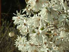 Magnolia stellata Star Magnolia Magnolia stellata Star Magnolia