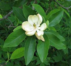 Magnolia_virginiana Laurel Magnolia, Sweetbay