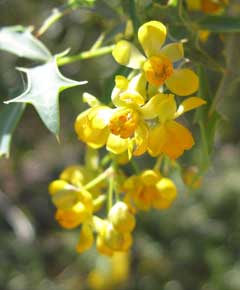 Mahonia haematocarpa Red barberry, Mexican Barberry Mahonia haematocarpa Red barberry, Mexican Barberry