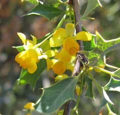 Mahonia haematocarpa Red barberry, Mexican Barberry Mahonia haematocarpa Red barberry, Mexican Barberry