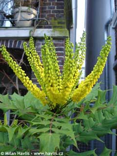 Mahonia x media Mahonia x media