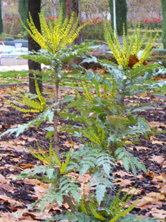 Mahonia x media Mahonia x media