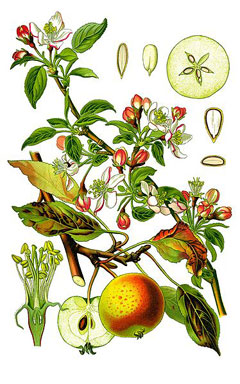 Malus domestica Apple