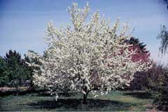 Malus praecox Malus praecox