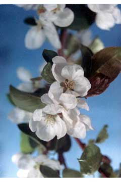 Malus praecox Malus praecox