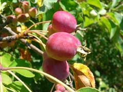 Malus prunifolia Chinese Apple, Plumleaf crab apple Malus prunifolia Chinese Apple, Plumleaf crab apple