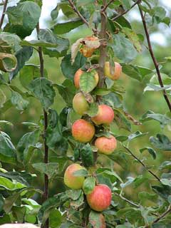 Malus pumila Paradise Apple, Common Apple, Apple Tree