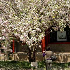 Malus spectabilis Chinese Flowering Apple, Asiatic apple Malus spectabilis Chinese Flowering Apple, Asiatic apple