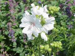 Malva moschata Musk Mallow