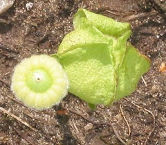 Malva moschata Musk Mallow