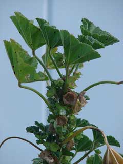 Malva parviflora Cheeseweed, Cheeseweed mallow Malva parviflora Cheeseweed, Cheeseweed mallow