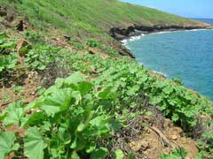 Malva parviflora Cheeseweed, Cheeseweed mallow Malva parviflora Cheeseweed, Cheeseweed mallow