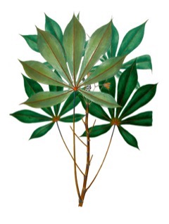 Manihot_esculenta Cassava, Tapioca Plant, Yuca