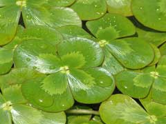 Marsilea mutica Nardoo, Australian Water-Clover Marsilea mutica Nardoo, Australian Water-Clover