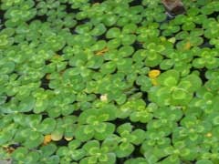 Marsilea mutica Nardoo, Australian Water-Clover Marsilea mutica Nardoo, Australian Water-Clover