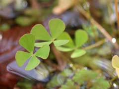 Marsilea quadrifolia Water Clover, European waterclover Marsilea quadrifolia Water Clover, European waterclover