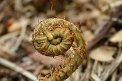 Matteuccia orientalis Matteuccia orientalis