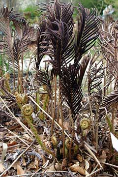 Matteuccia orientalis Matteuccia orientalis