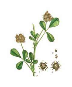 Medicago polymorpha Toothed Bur-Clover, Burclover Medicago polymorpha Toothed Bur-Clover, Burclover