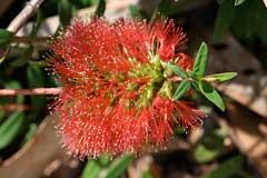 Melaleuca hypericifolia Tea Tree Melaleuca hypericifolia Tea Tree