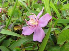 Melastoma dodecandrum Melastoma dodecandrum