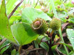 Melastoma dodecandrum Melastoma dodecandrum