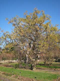 Melia azederach Bead Tree, Pride of India, Chinaberry Melia azederach Bead Tree, Pride of India, Chinaberry