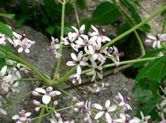 Melia azederach Bead Tree, Pride of India, Chinaberry Melia azederach Bead Tree, Pride of India, Chinaberry