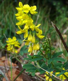 Melilotus altissimus Tall Melilot, Tall yellow sweetclover Melilotus altissimus Tall Melilot, Tall yellow sweetclover