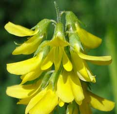 Melilotus altissimus Tall Melilot, Tall yellow sweetclover Melilotus altissimus Tall Melilot, Tall yellow sweetclover