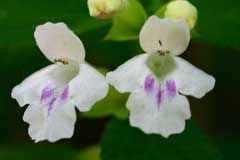 Melittis melissophyllum Bastard Balm Melittis melissophyllum Bastard Balm