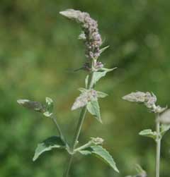 Mentha asiatica Asian Mint Mentha asiatica Asian Mint