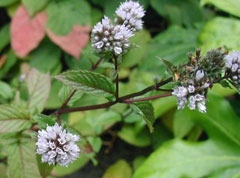 Mentha x piperita officinalis White Peppermint