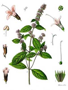 Mentha x piperita vulgaris Black Peppermint