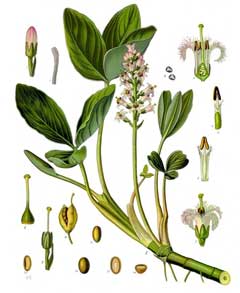 Menyanthes_trifoliata Bogbean, Buckbean, Marsh Trefoil,