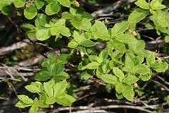 Menziesia ferruginea False Huckleberry, Rusty menziesia Menziesia ferruginea False Huckleberry, Rusty menziesia