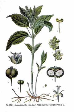 Mercurialis perennis Dog Mercurialis perennis Dog