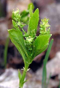 Mercurialis perennis Dog Mercurialis perennis Dog