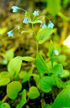 Mertensia bella Beautiful bluebells Mertensia bella Beautiful bluebells