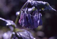 Mertensia ciliata Mountain Bell, Tall fringed bluebells