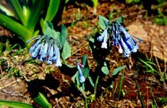 Mertensia longiflora Small bluebells Mertensia longiflora Small bluebells