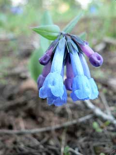 Mertensia longiflora Small bluebells Mertensia longiflora Small bluebells