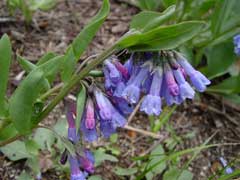 Mertensia oblongifolia Oblongleaf bluebells Mertensia oblongifolia Oblongleaf bluebells