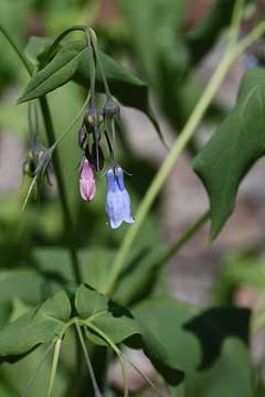 Mertensia paniculata Tall bluebells, Alaska tall bluebells, Northern bluebells, Eastwood Mertensia paniculata Tall bluebells, Alaska tall bluebells, Northern bluebells, Eastwood