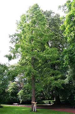 Metasequoia glyptostroboides Dawn Redwood Metasequoia glyptostroboides Dawn Redwood