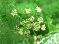 Meum athamanticum Spignel Meum athamanticum Spignel