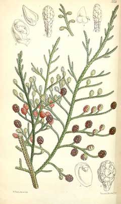 Microcachrys tetragona Microcachrys tetragona